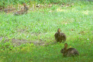 bunnies3.jpg